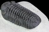 Detailed, Morocops Trilobite - Nice Eye Facets #83355-1